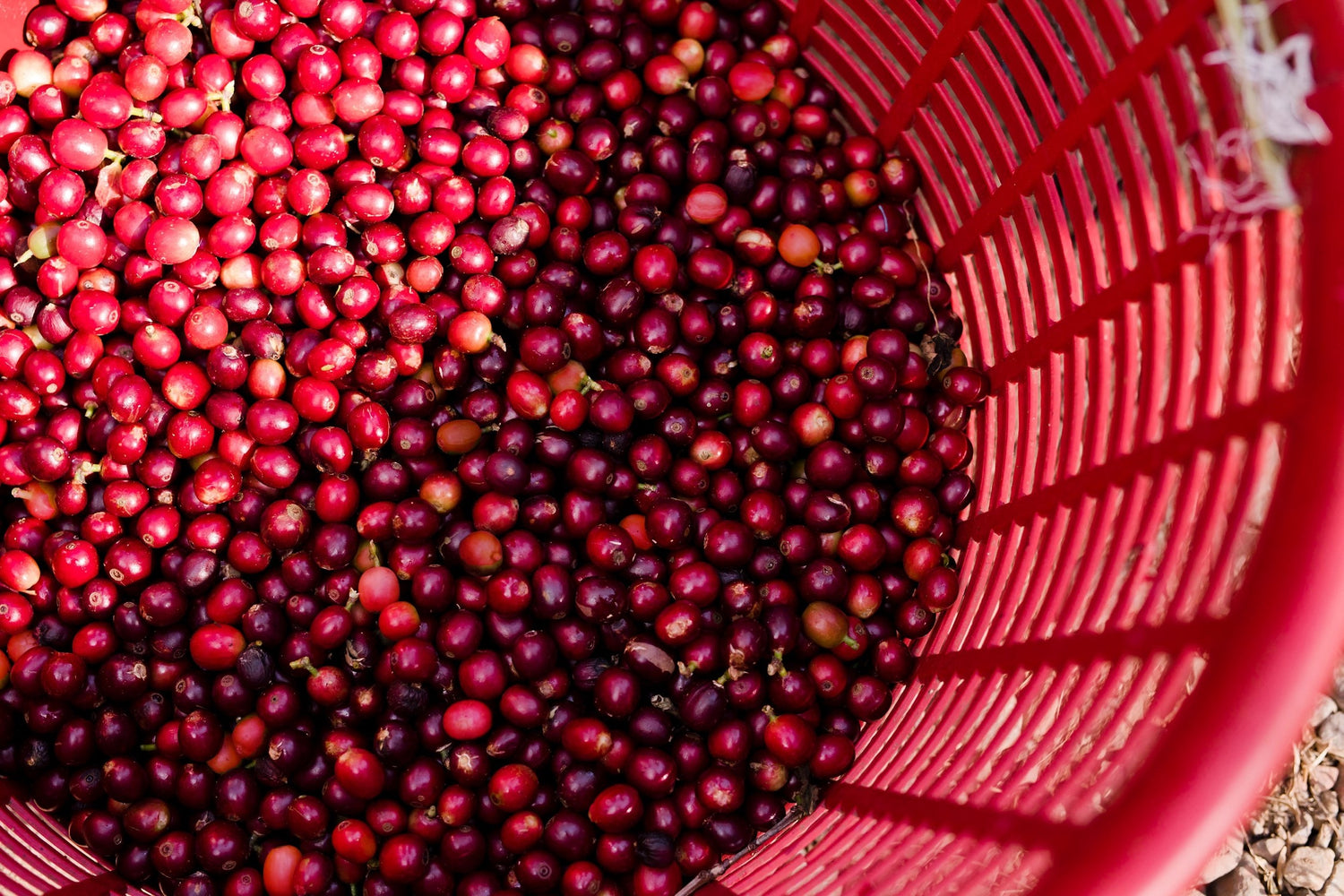 The Human Bean Coffee Franchise Quality Care Basket of red cherries