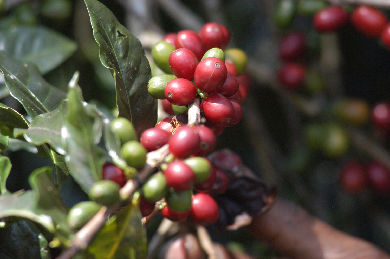 The Human Bean Franchise Image of ripening coffee beans on the farm